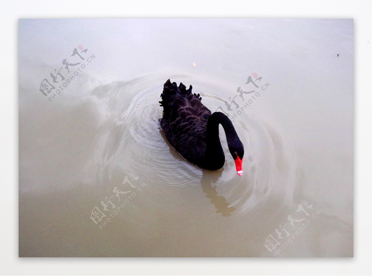 宁波雅戈尔动物园黑天鹅图片