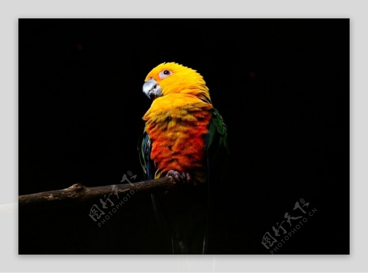 绿翅金鹦鹉图片