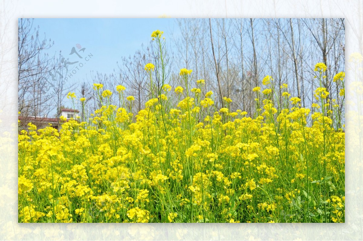 油菜地图片