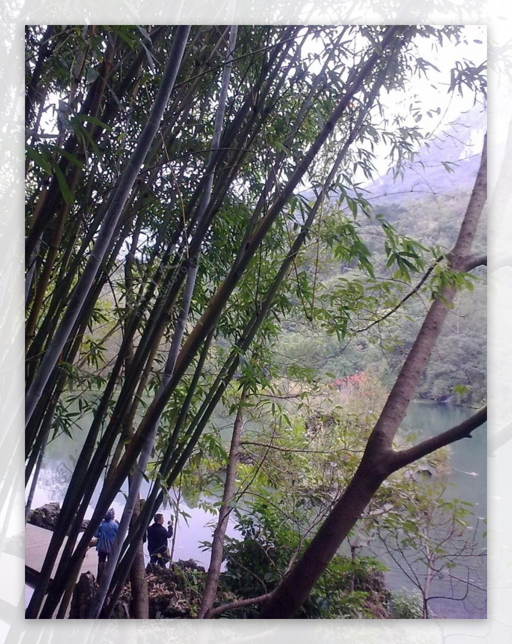 竹与湖图片