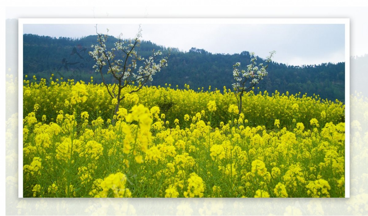 油菜花图片