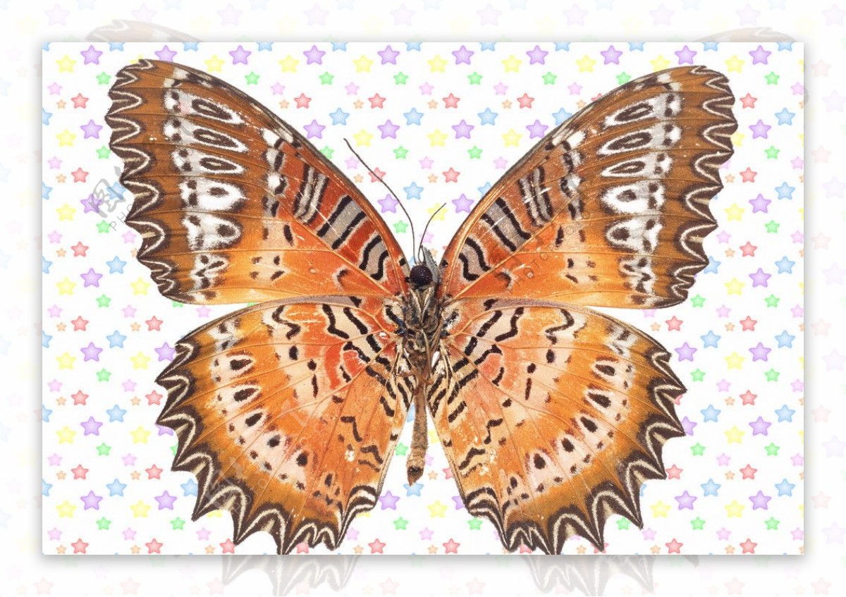 层层白波浪纹褐色蝴蝶图片