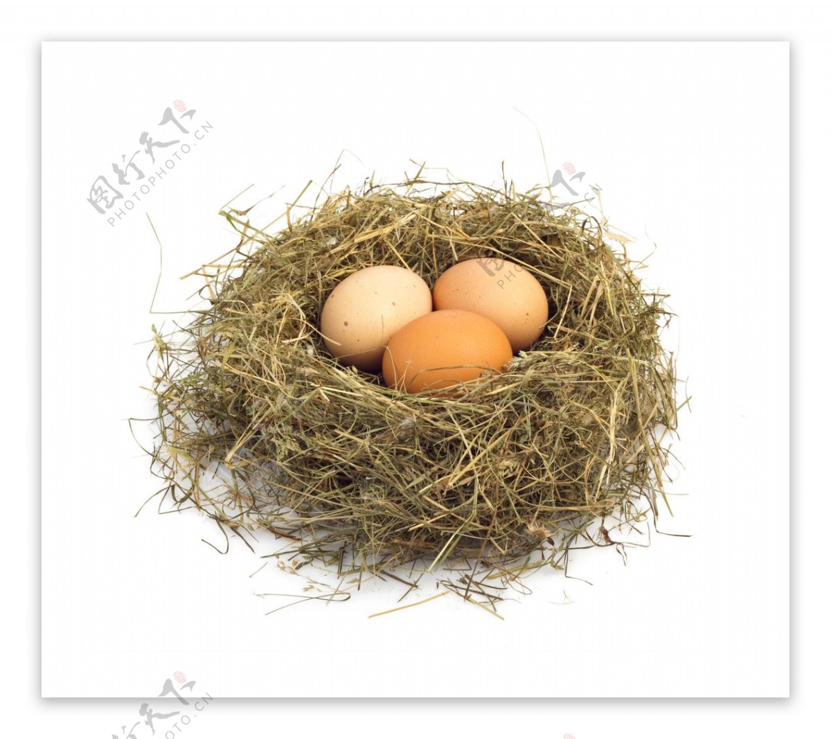 鸟窝中的鸡蛋图片