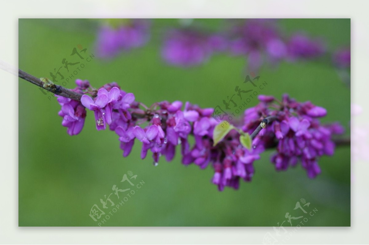 紫荆花高清摄影紫色的花图片