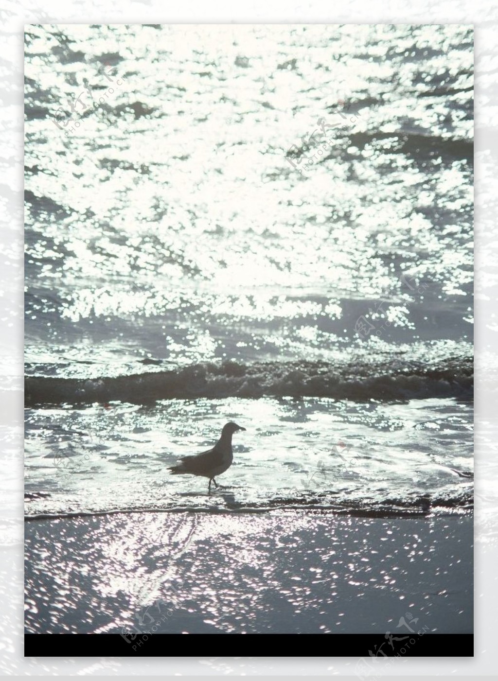 水中的海鸥图片