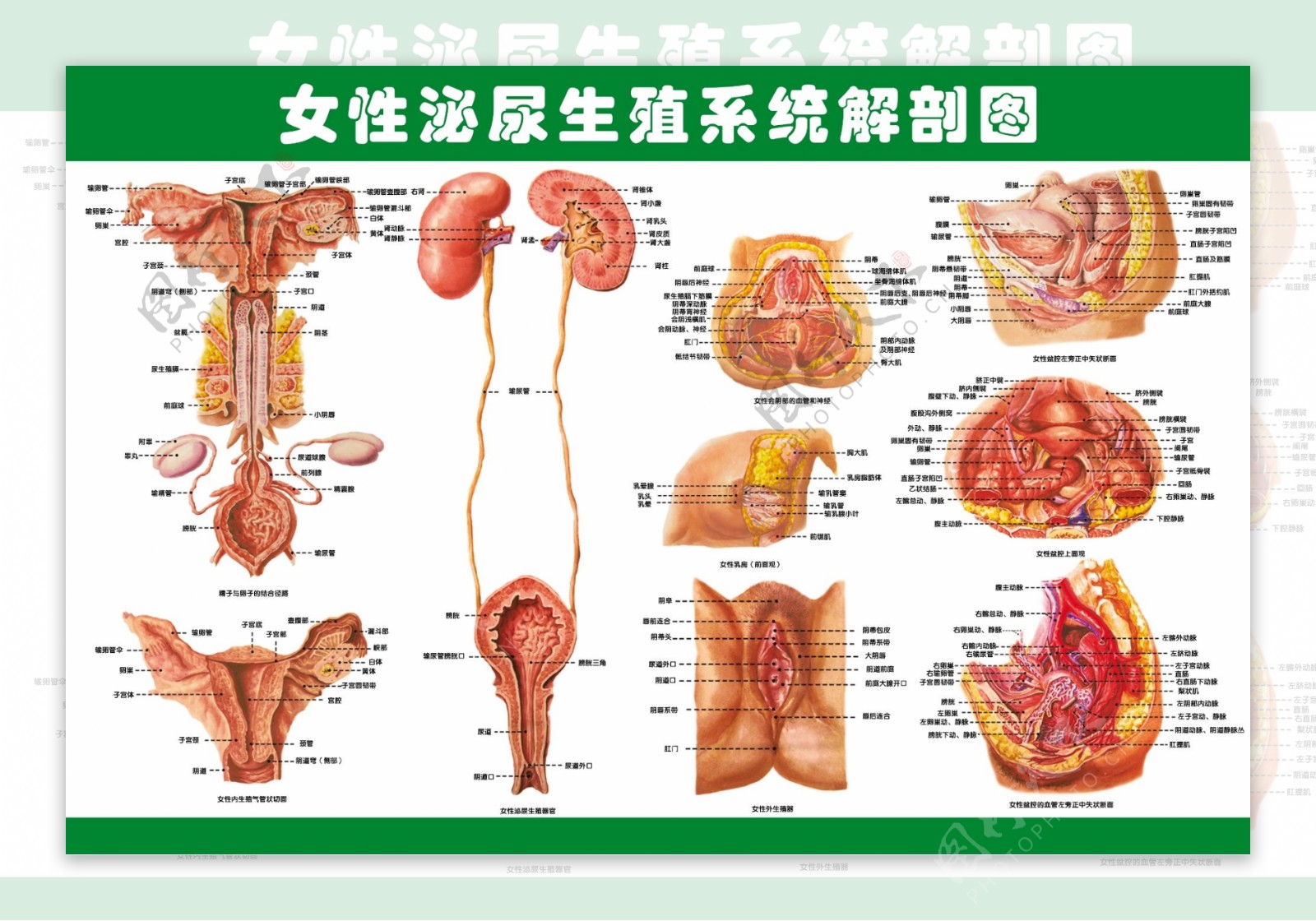 女性泌尿系统图图片