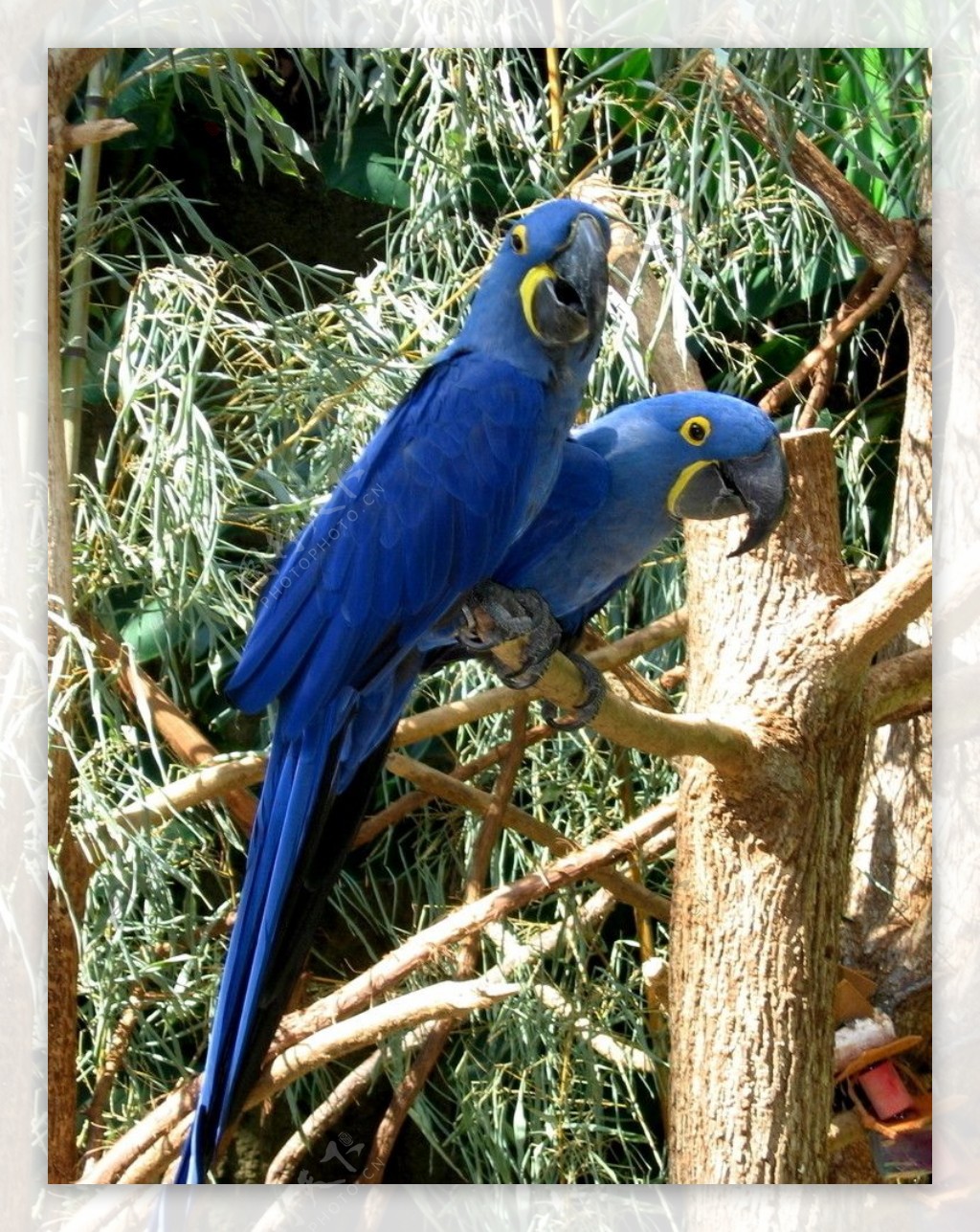 紫蓝金刚鹦鹉图片素材-编号14271700-图行天下