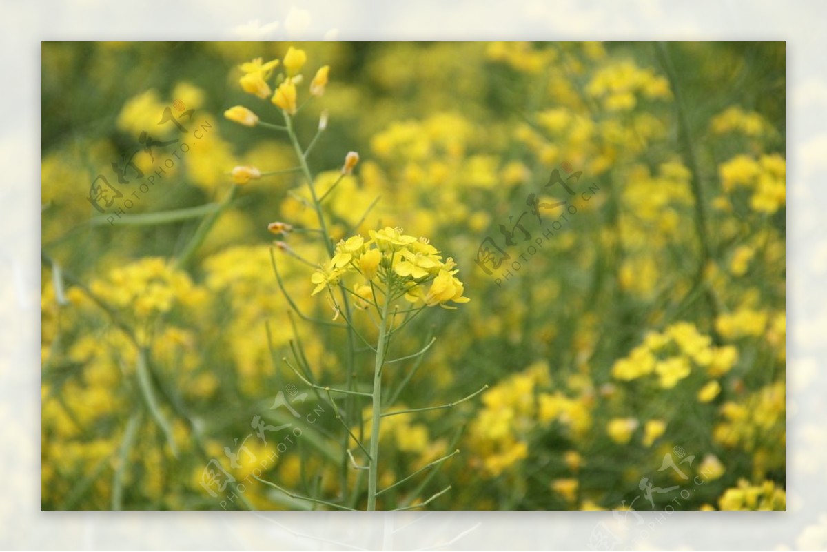 山重油菜花图片