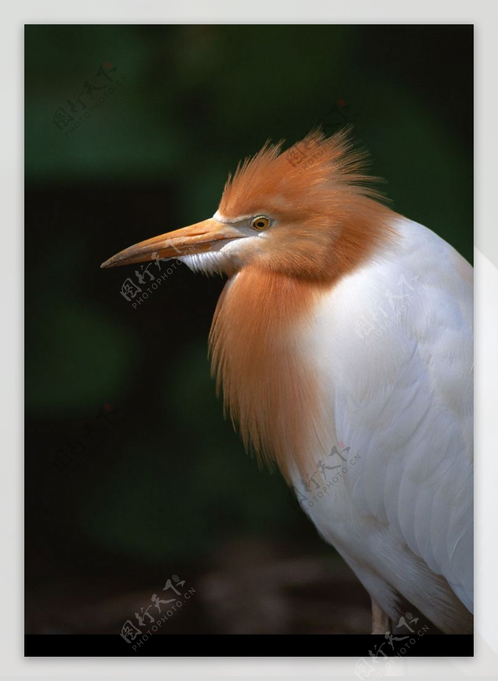 鸟类百科图片