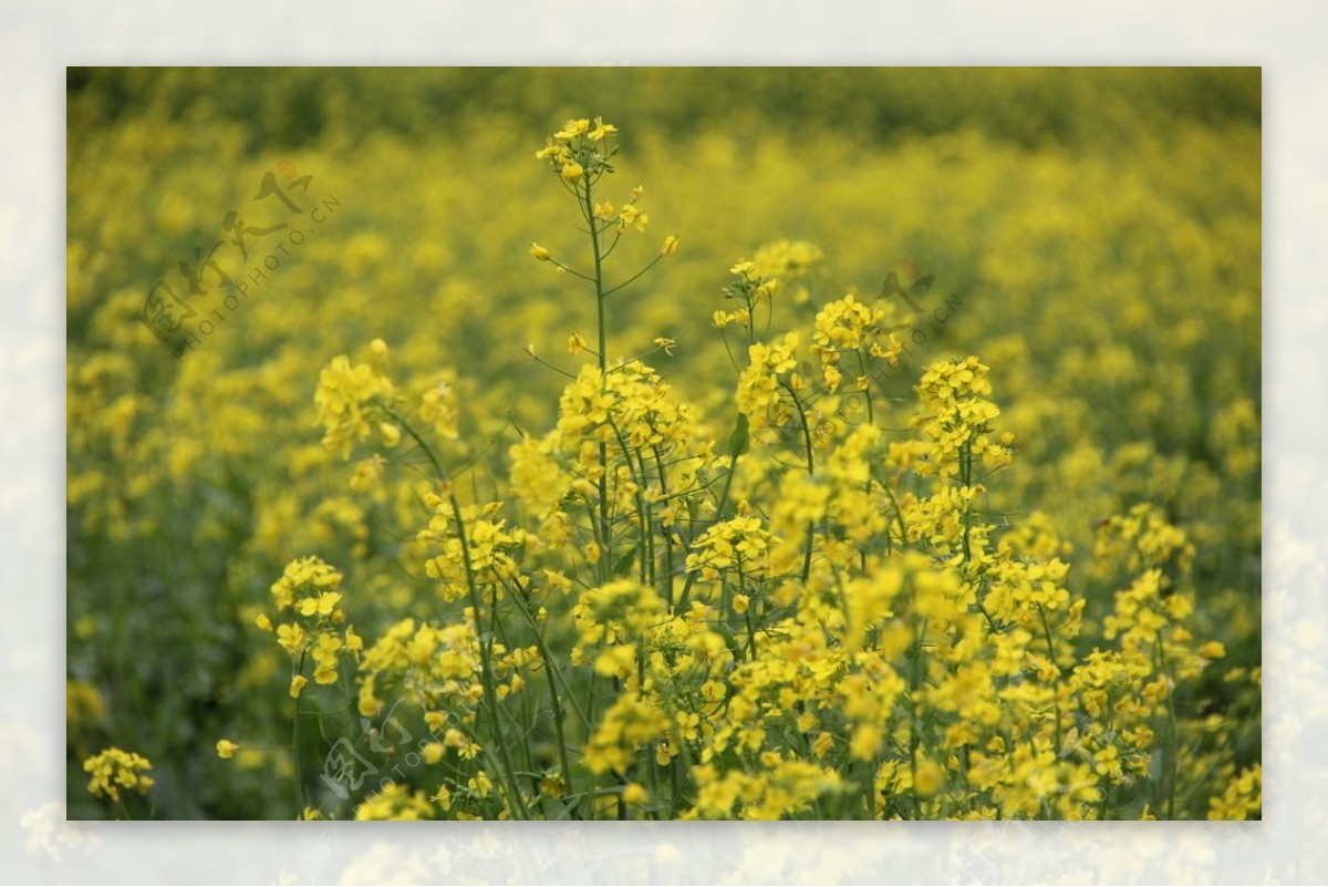 山重油菜花图片