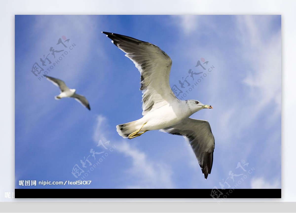 海上自由飞翔的鸟儿图片素材_免费下载_jpg图片格式_VRF高清图片500526107_摄图网