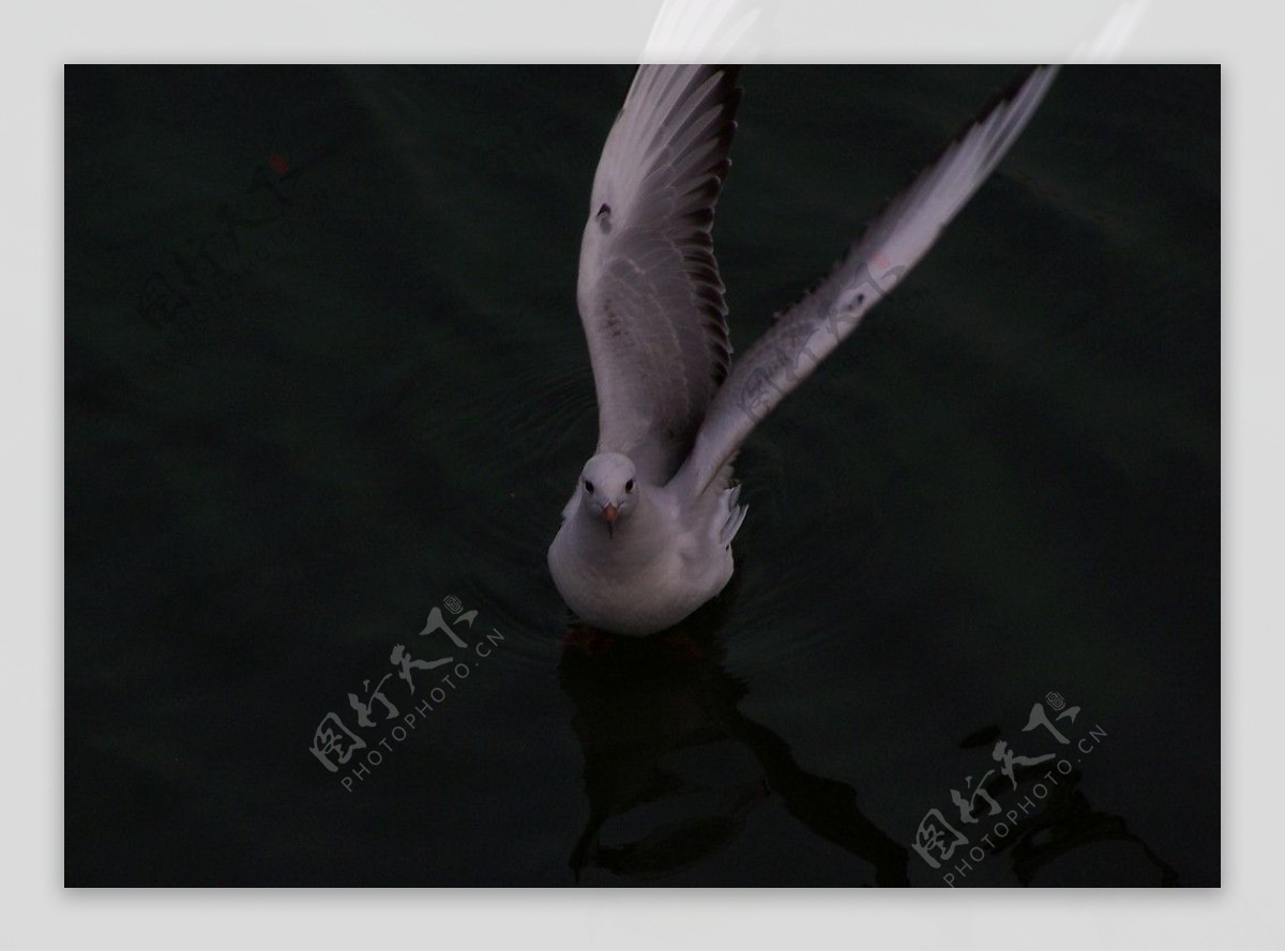 天津海河海鸥海鸟图片