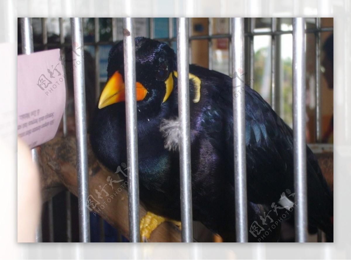 马六甲动物园的鸟图片
