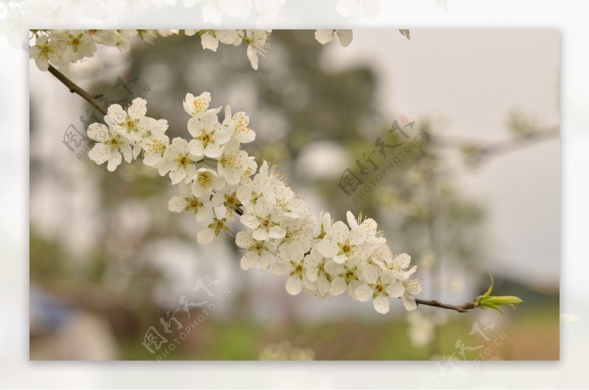 李子花图片