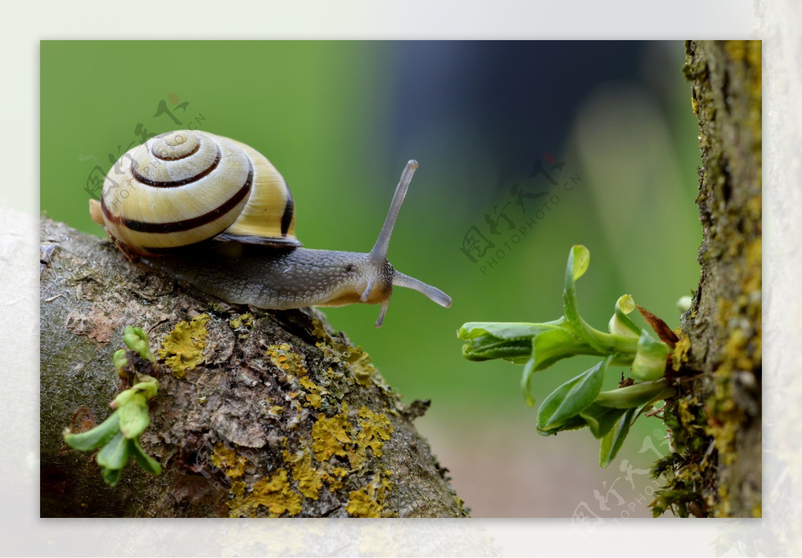 小蜗牛图片