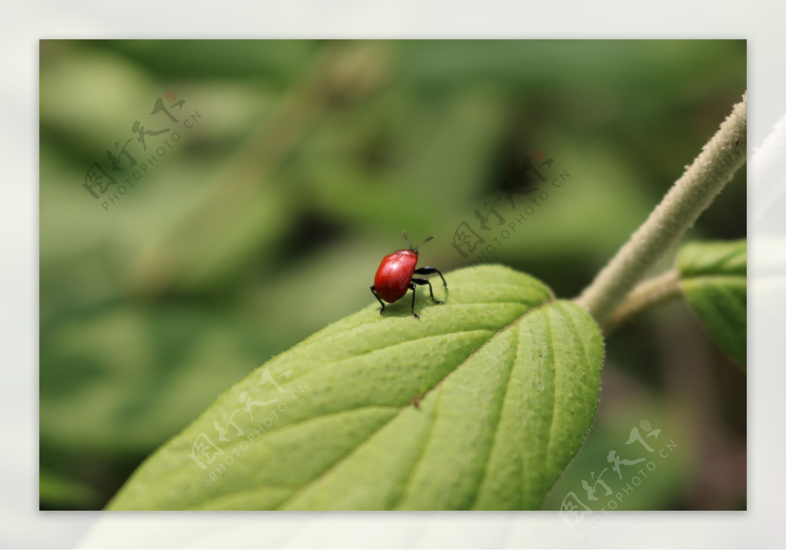 红甲壳虫与绿叶图片