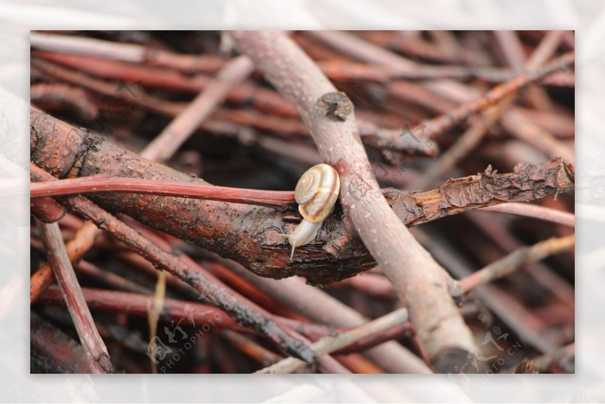 枯枝上的蜗牛图片