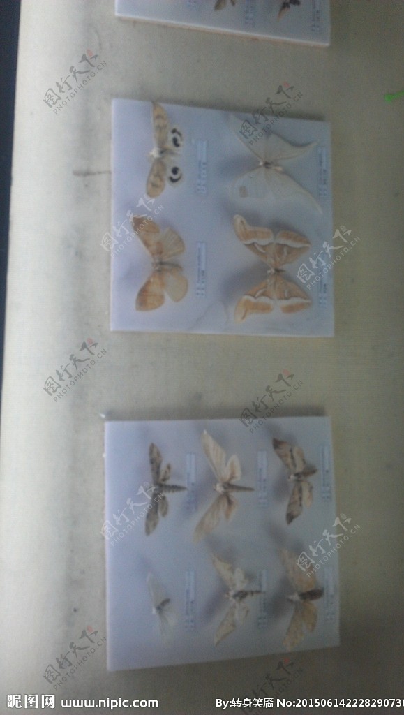 蝴蝶造型素材图片