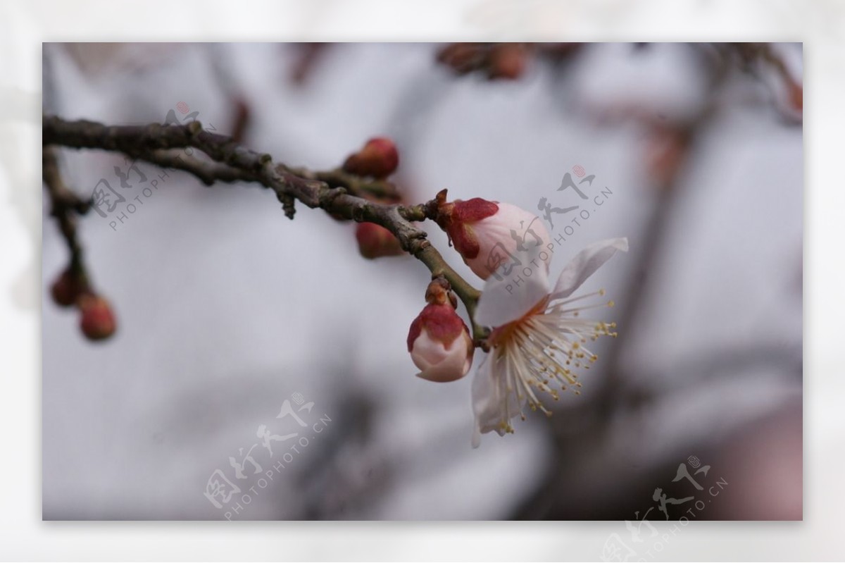 垂梅花图片