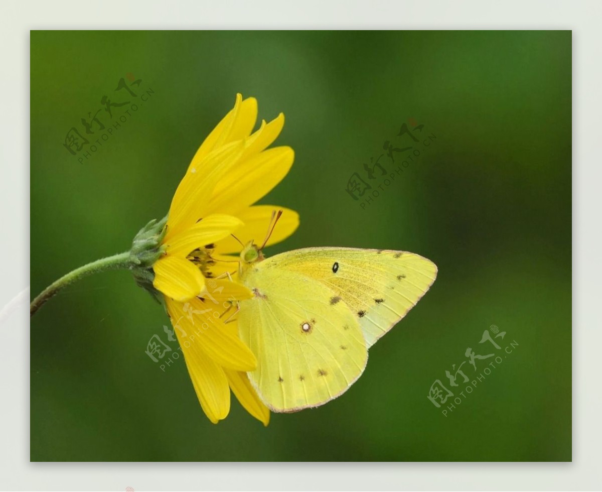 小黄花和蝴蝶图片