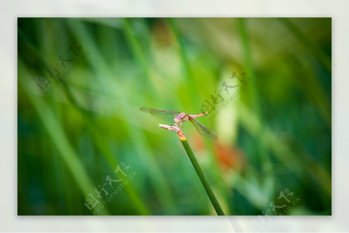 圆明园夏日蜻蜓高清图图片