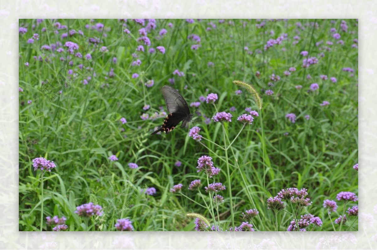 紫色马鞭草蝴蝶图片