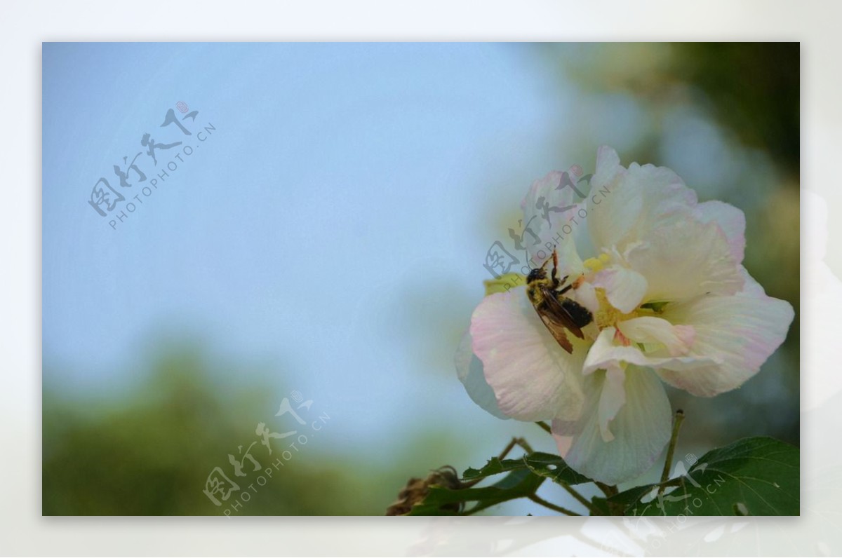 木芙蓉图片