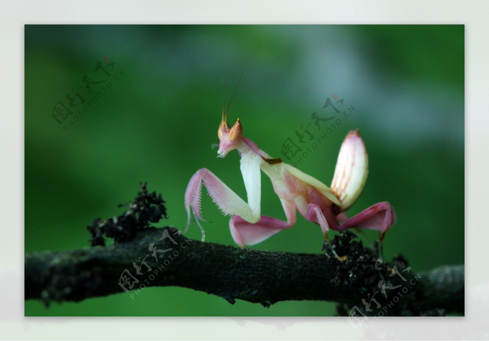 兰花螳螂图片