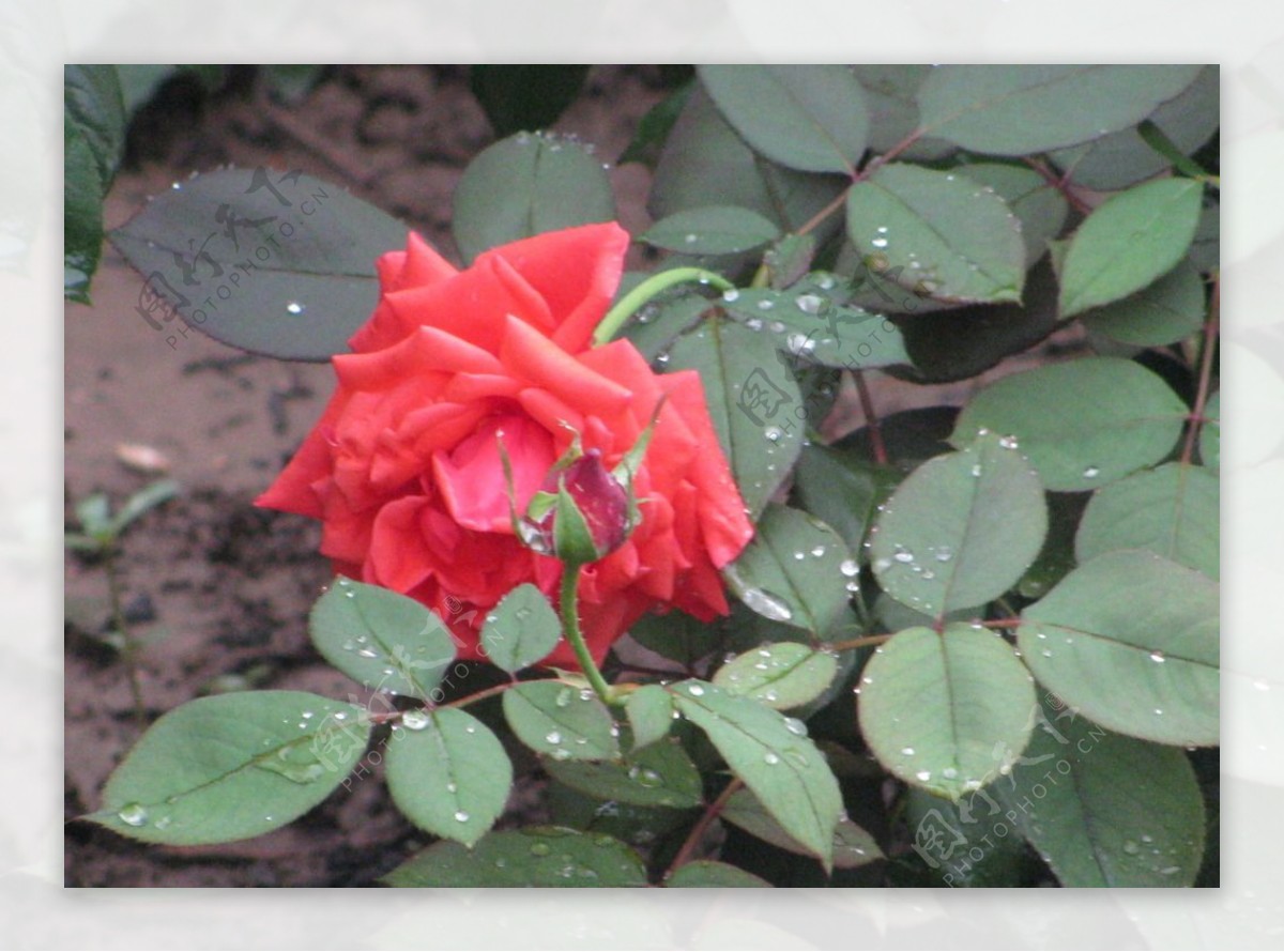 雨露月季花图片