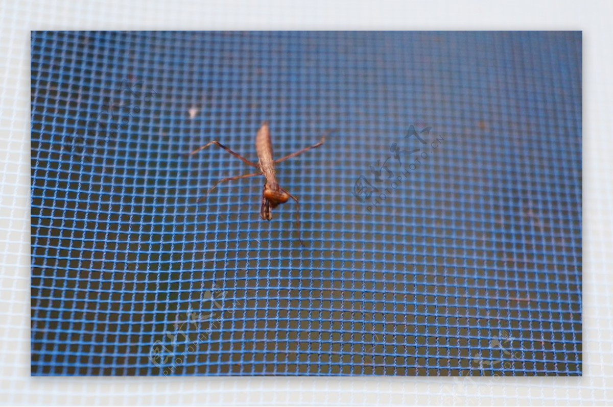 攀岩高手褐色螳螂图片