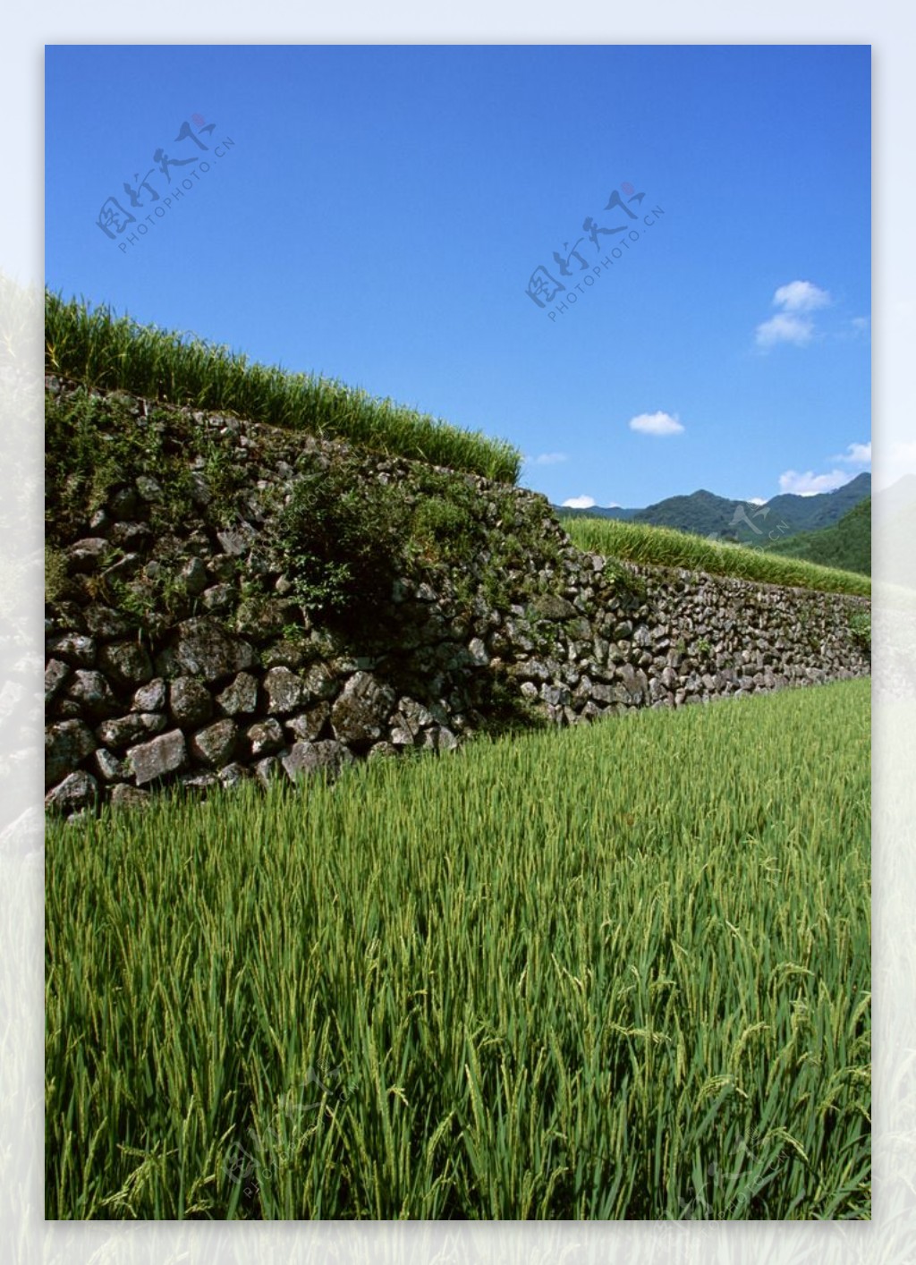 日本稻田图片