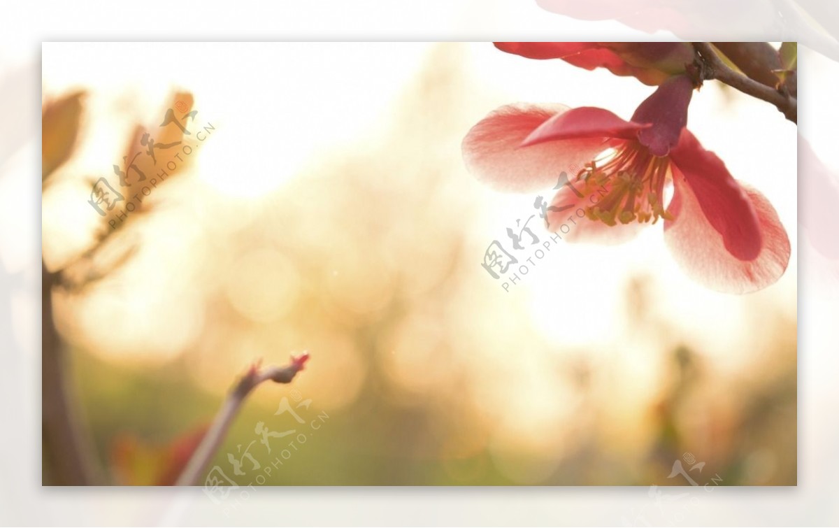 唯美罂粟花图片