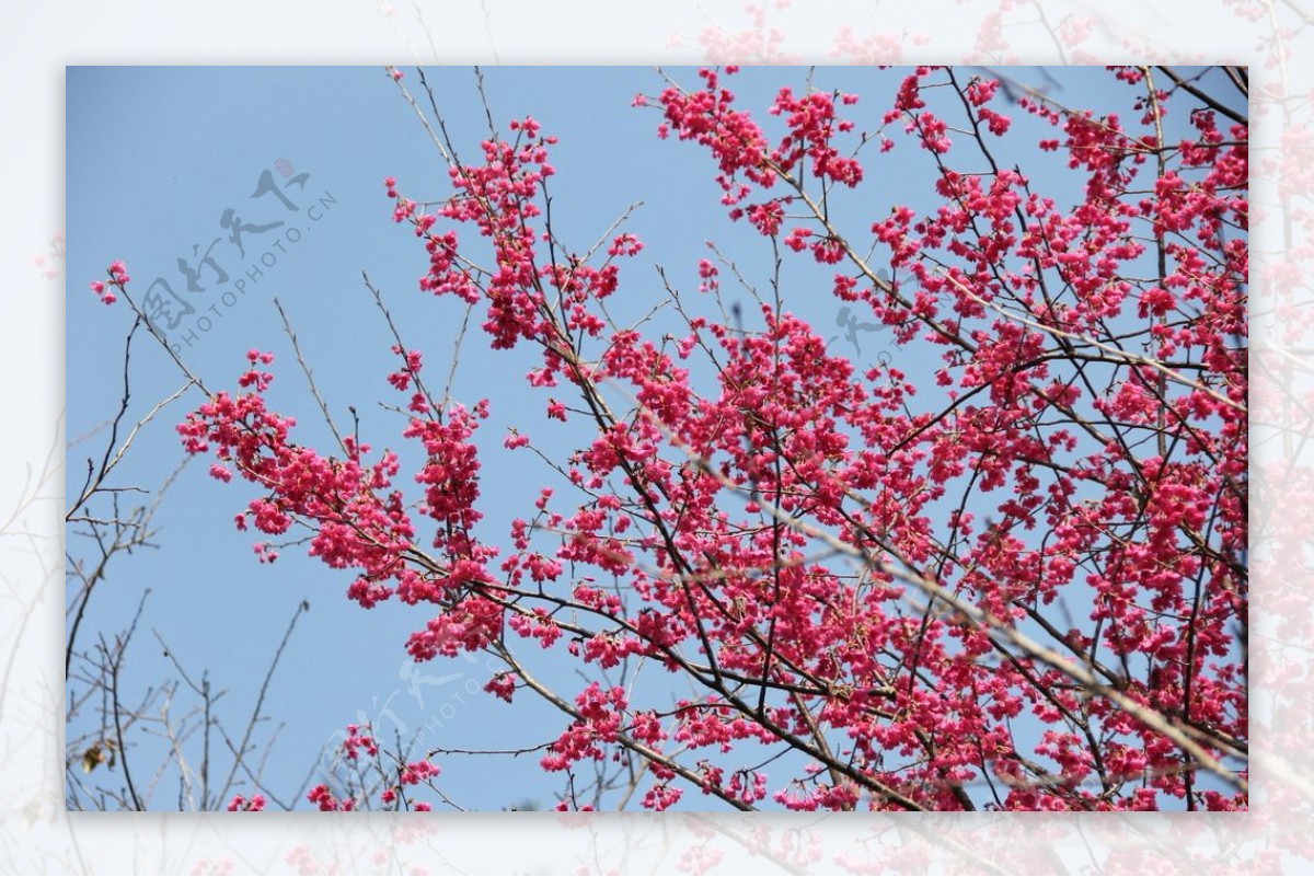 永福樱花图片