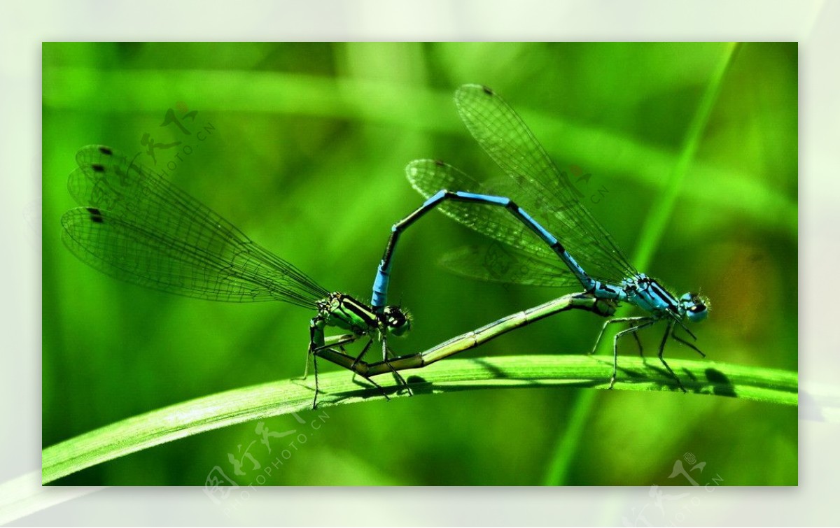 蜻蜓交尾图片