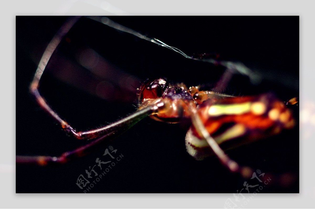 蜘蛛微距图片