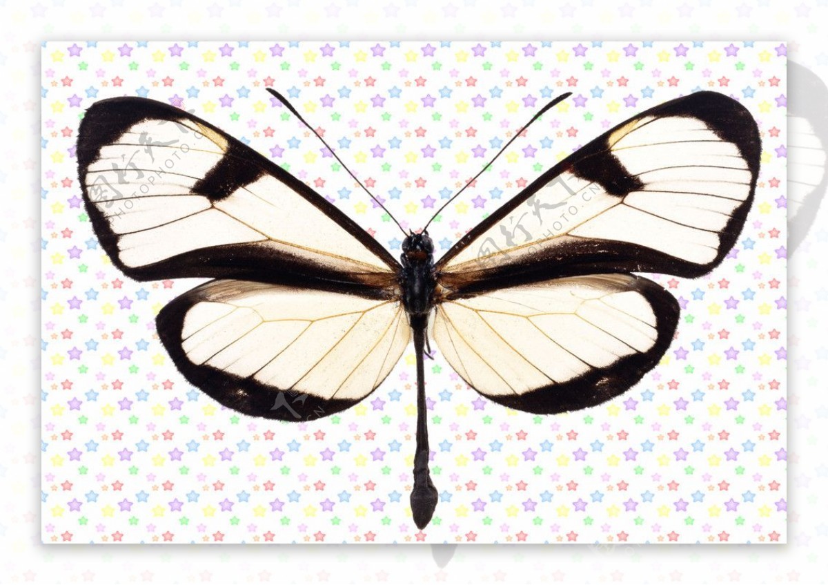 白色黑边蝴蝶图片