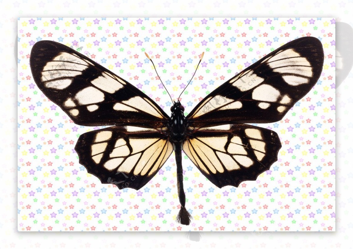 黑白色长尾蝴蝶图片