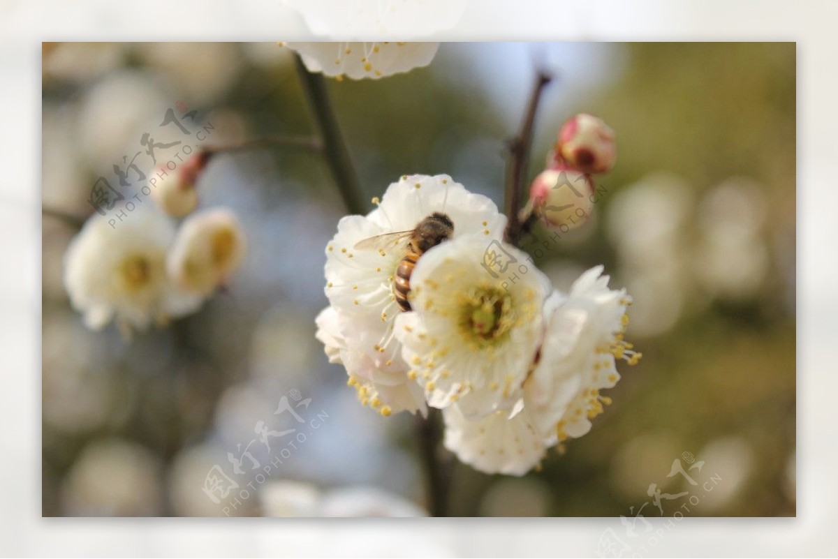 春日蜜蜂图片