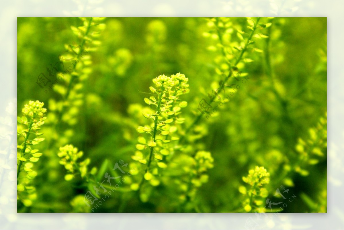 黄绿野花图片
