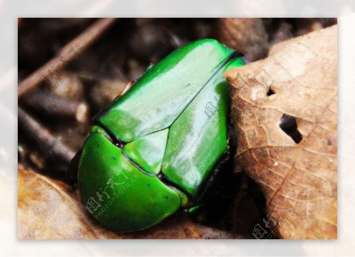 绿甲壳虫图片