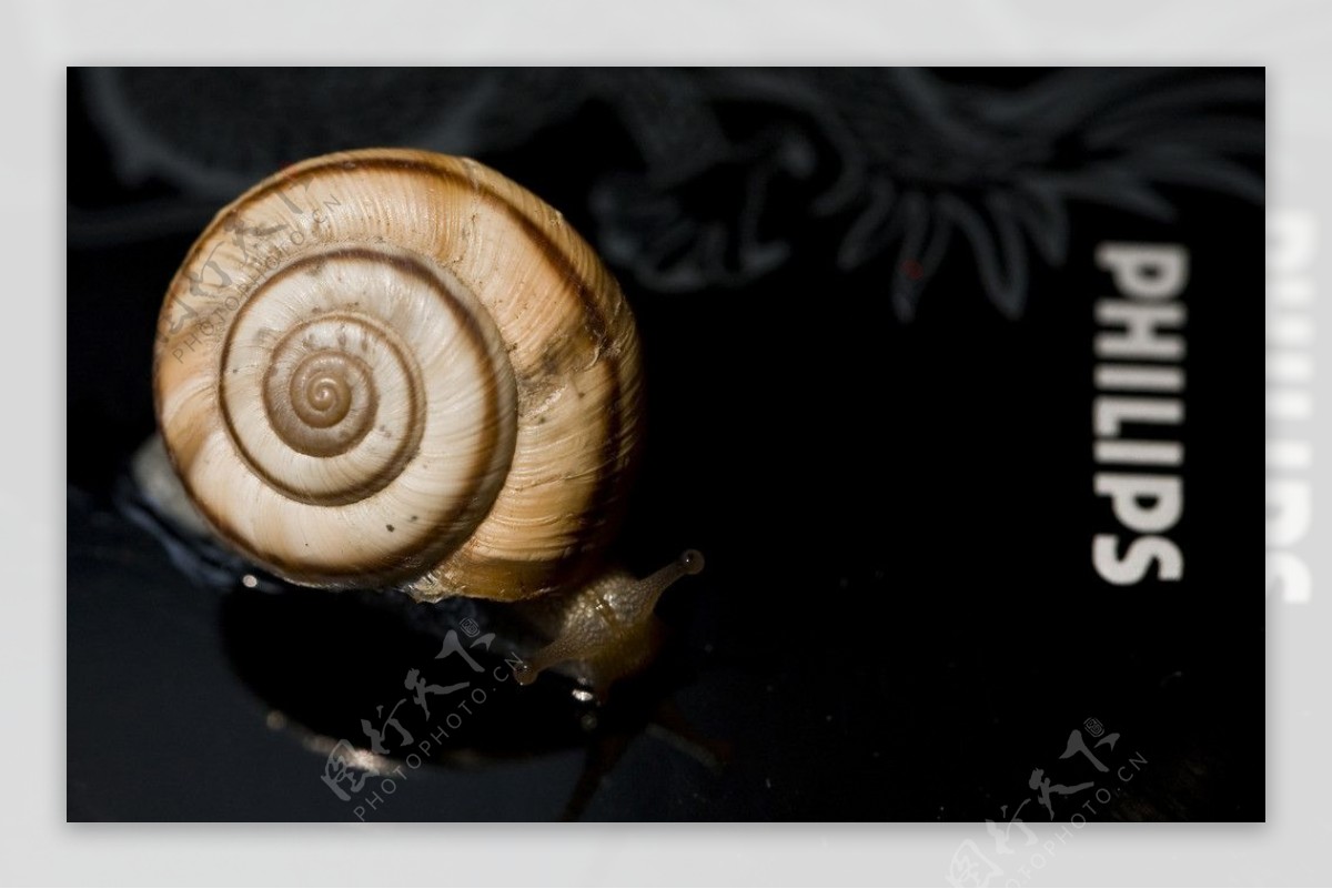 蜗牛爬上手机壳图片