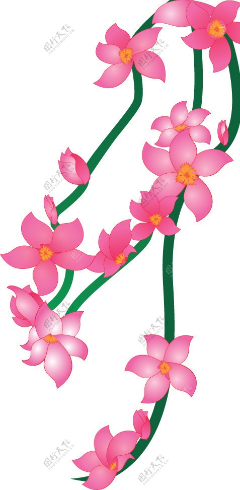 紫荆花矢量图图片