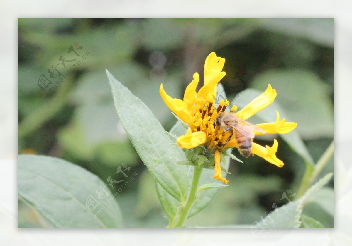 黄花与蜜蜂图片