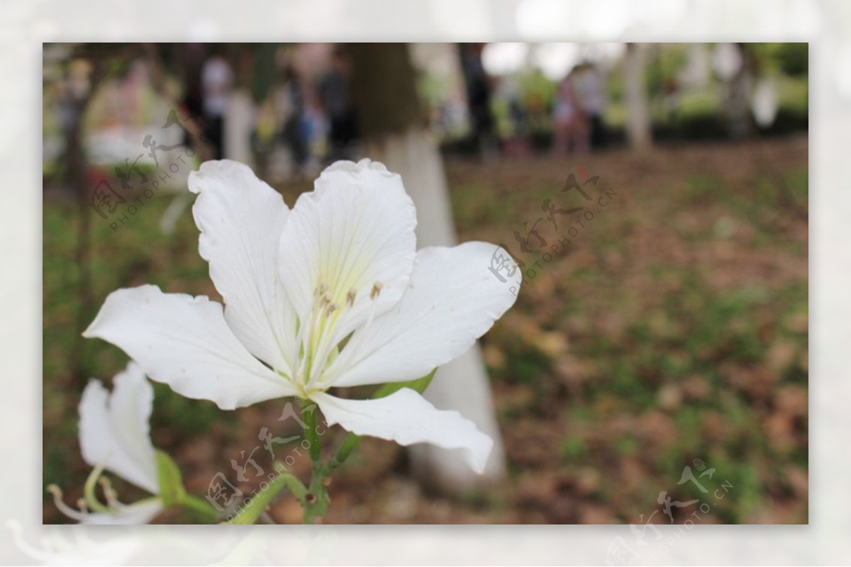 白色紫荆花图片
