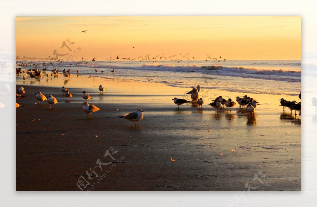 海滩海鸥图片