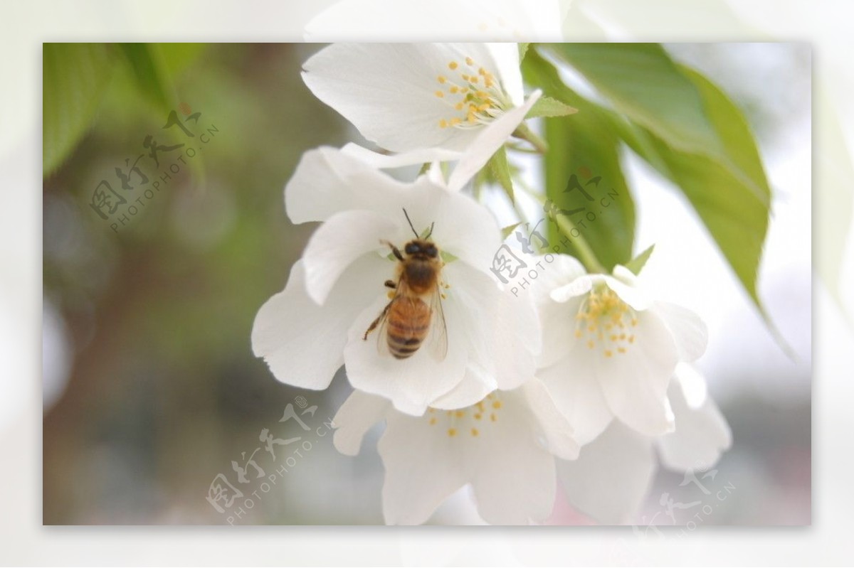 蜜蜂壁纸【64】蜜蜂壁纸图片_桌面壁纸图片_壁纸下载-元气壁纸