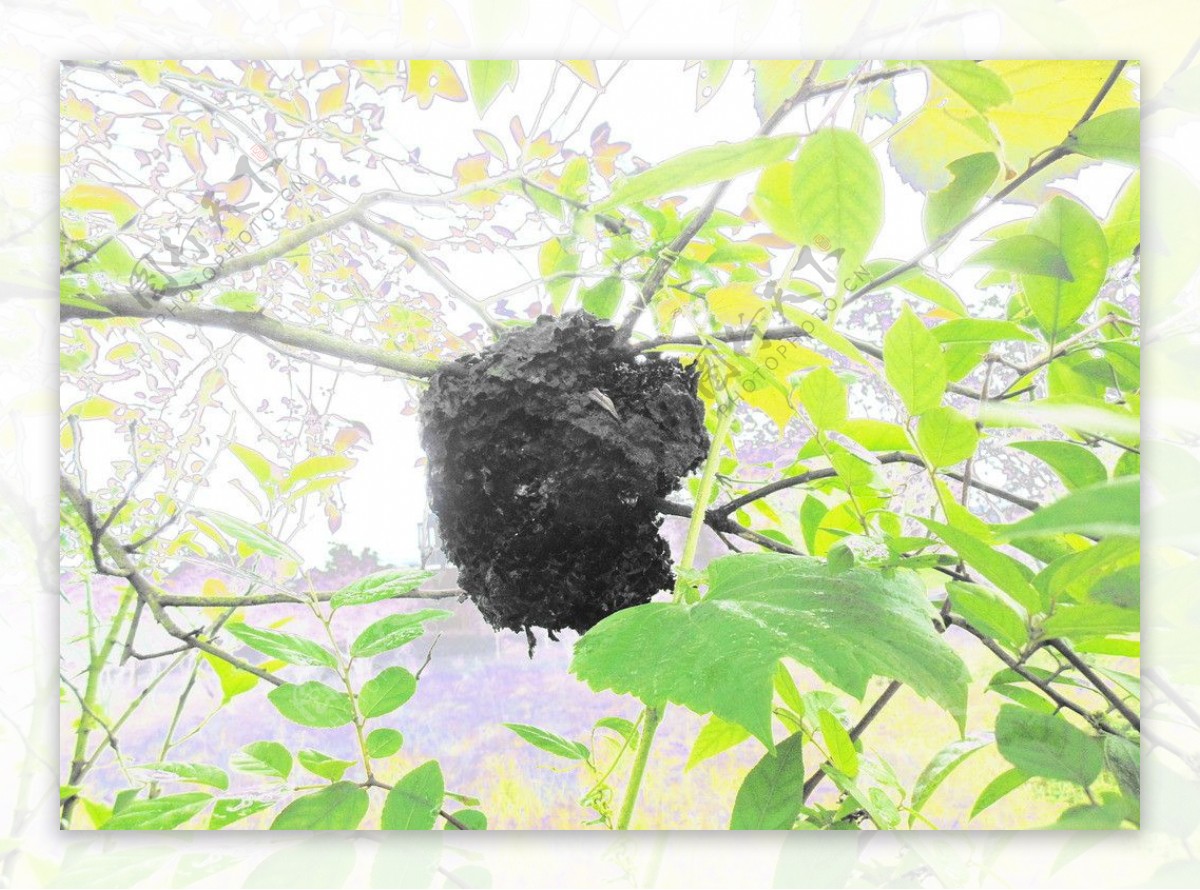 大黑蚂蚁巢图片