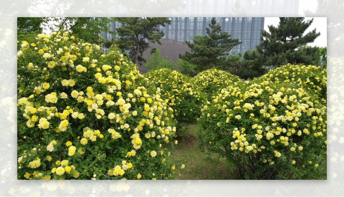 园林里盛开的黄玫瑰图片