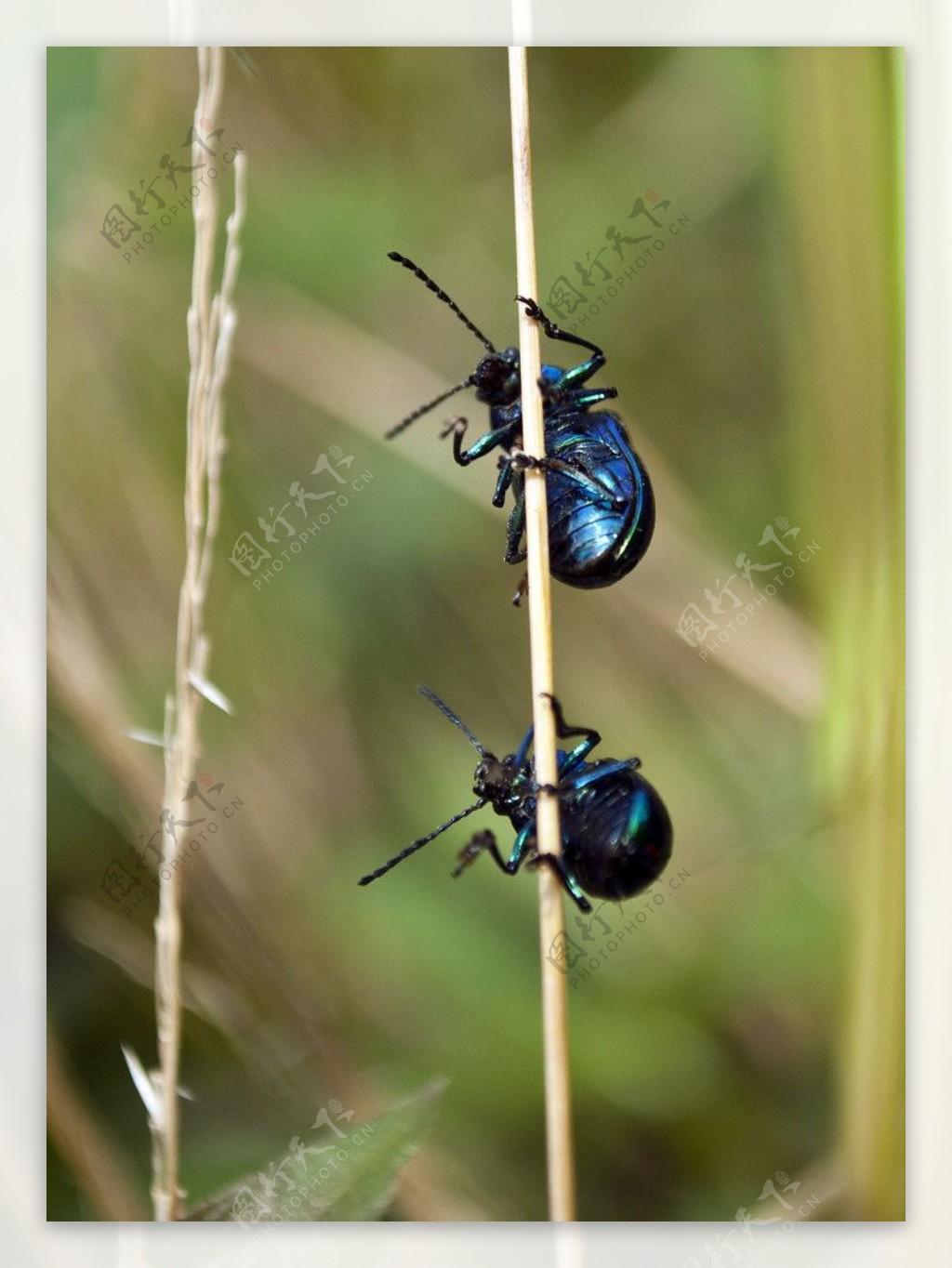 蓝色甲虫图片