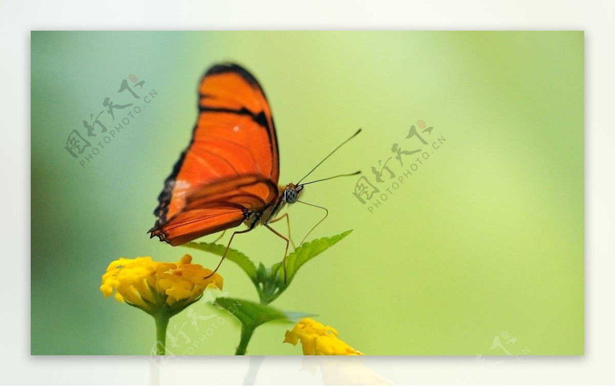 采蜜的橙色蝴蝶图片